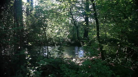 River in green forest Video stock 34775224