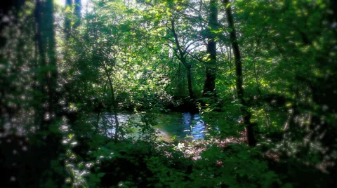 River in green forest Video stock 34776058