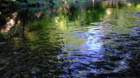 River in green forest Video stock 139054569