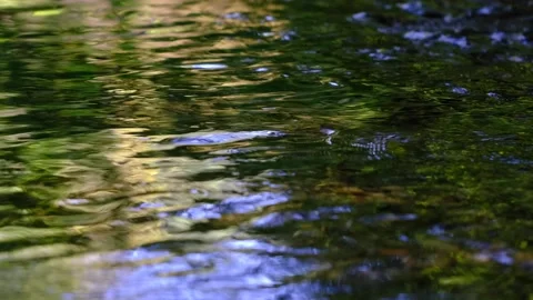River in green forest Stock Footage 139054605
