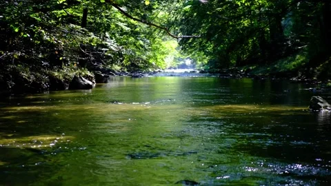 River in green forest Stock Footage 139055033