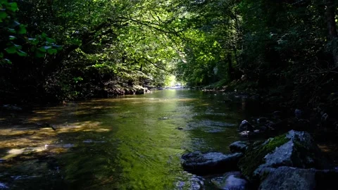 River in green forest Video stock 139055044