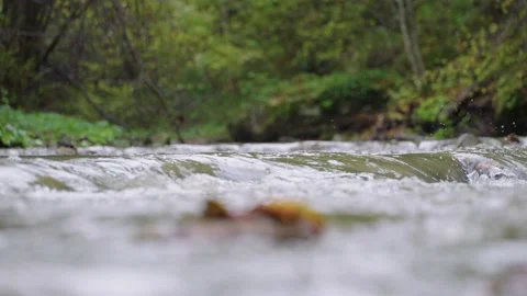 River in the green forest Video stock 145216796