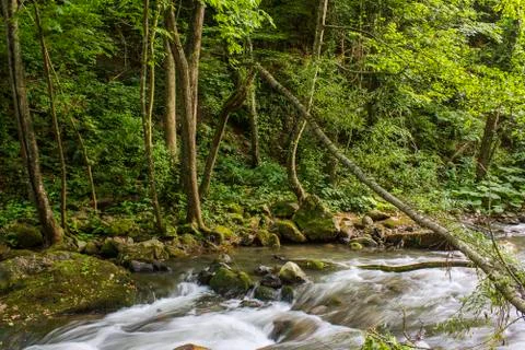 River in green forest Stock Photos