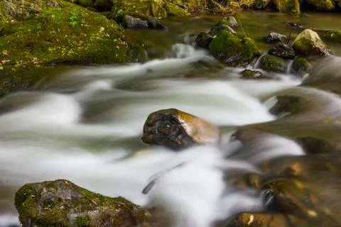 River in green forest Stock Photos