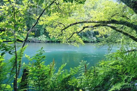 River in green forest Stock Photos