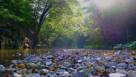 River in green forest by the sunrise Stock Footage 139769818