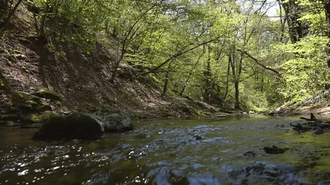 River with green forest trees and sounds Stock Footage 129163471