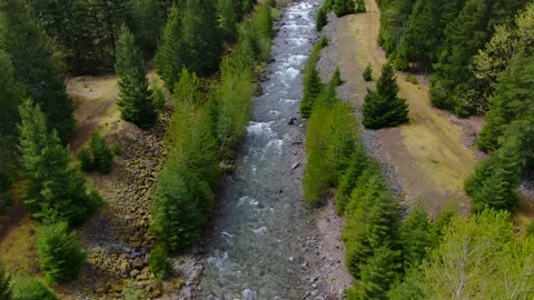 The River of the Green Forrest Video stock 160007426