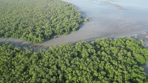 A river with a green mangrove forest on both sides Stock Footage 325840519