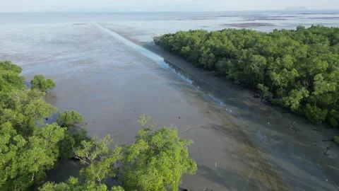 A river with a green mangrove forest on either side. Aerial view 스톡 동영상 325831165