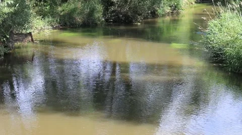 River With Green Plants Stock Footage 41067603