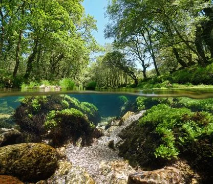 River with green vegetation split level view over under water surface Foto stock