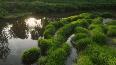 River greenery Vidéo 89672092