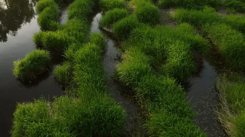 River greenery Stock Footage 89672096