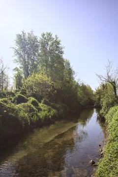 River in a grove Stock Photos