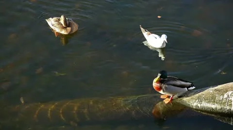 River Gull and Duck Stock Footage 24645628