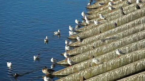 River gull and duck Stock Footage 24645875