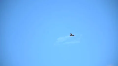 River gull flies over the river Stock Footage 219972036