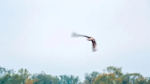 River Gull Flying Above Neva River 스톡 동영상 74453415