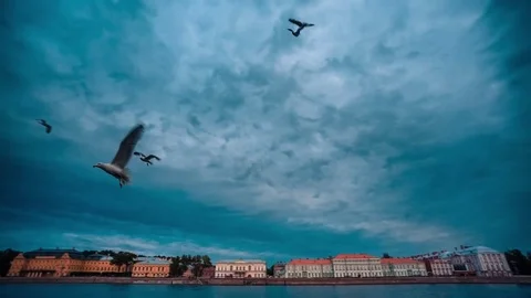 River Gull Flying Above River Stock Footage 74454473