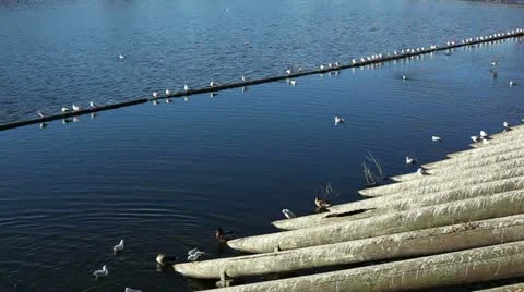 River gulls and ducks Video stock 24646768