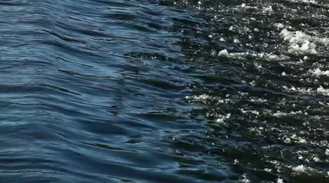 River gulls Stock Footage 24645582