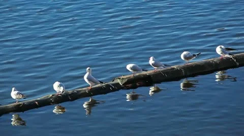 River gulls Stock Footage 24645651