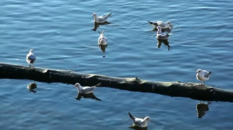 River gulls Stock Footage 24646270