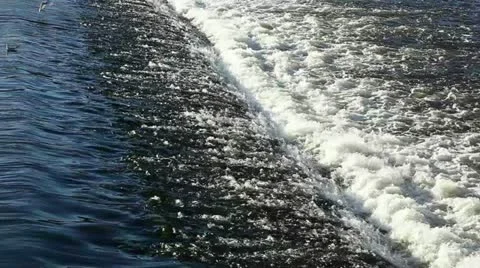 River gulls Stock Footage 24647249