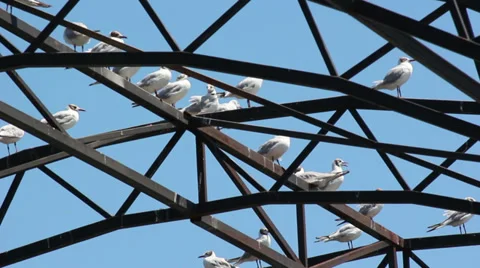 River gulls Video stock 30876043
