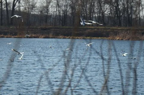 River gulls Foto stock