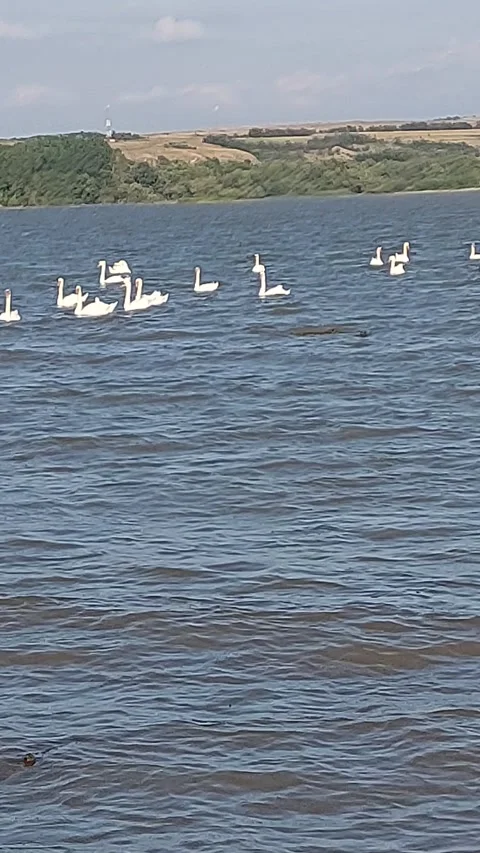 River Gulls Short Video Video stock 251816978