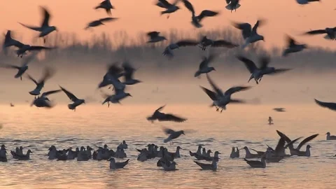 River gulls at sunrise Video stock 239414076