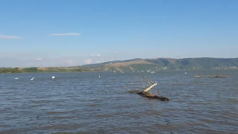 River Gulls Video Video stock 251816708