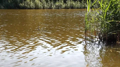 River HD 1080p Stock Footage 7901365