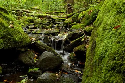 The River in the heart of the deep forest Foto stock