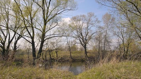 River, herbs and tree Stock Footage 74500666