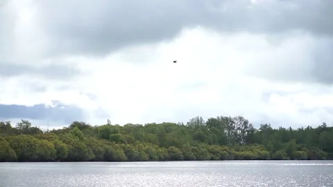 River heron flies over the river Video stock 219971801