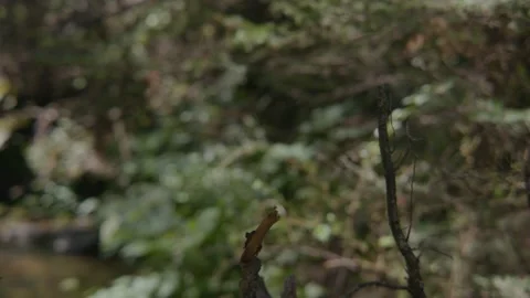 River Hidden in Forest Pan to Reveal Slow Mo Stock Footage 207945142