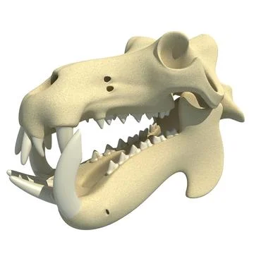 River Horse Hippo Skull 3D Model
