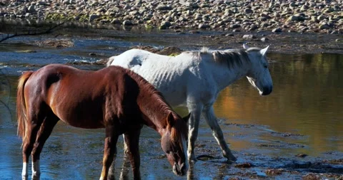 River horses Stock Footage 167242991