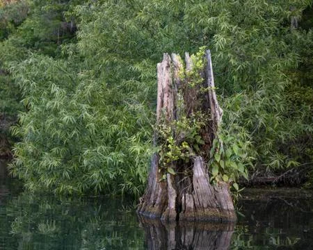 River Host Stock Photos