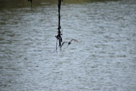 River in India Stock Photos