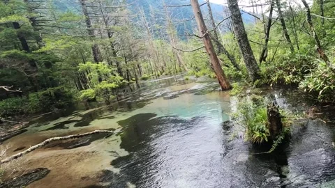 River inside the beautiful forest Stock Footage 261535159