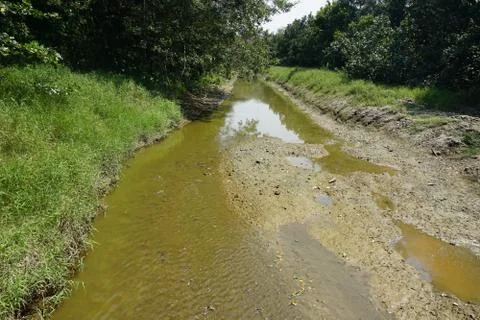 River inside a forest landscape. Almost dry canal during drought season Stock Photos