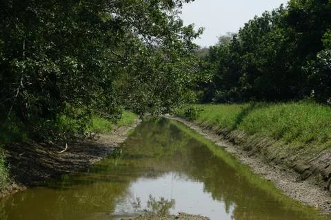 River inside a forest landscape. Almost dry canal during drought season Stock Photos