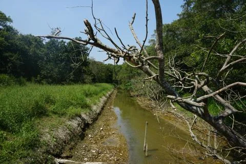 River inside a forest landscape. Almost dry canal during drought season Stock Photos