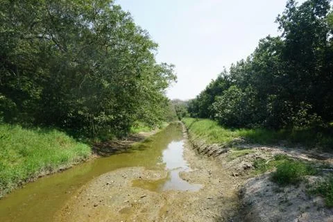 River inside a forest landscape. Almost dry canal during drought season Stock Photos
