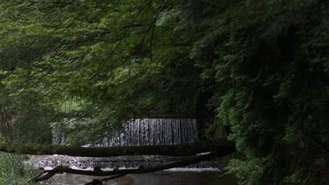A river in a Japanese forest during the daytime Video stock 156697599